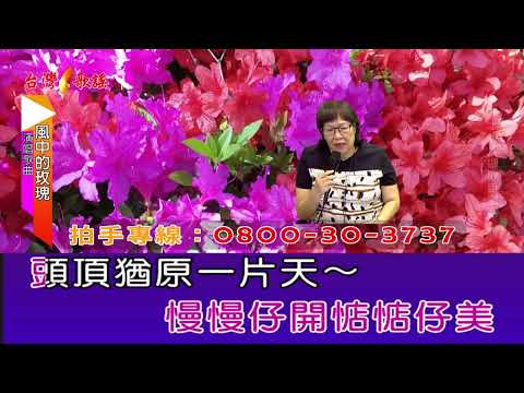 風中的玫瑰