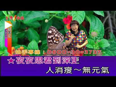 孤戀花